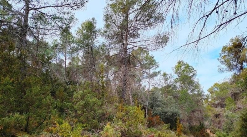 Teruel - Vall-de-roures - 38351m2