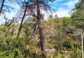 Non-developable land for sale on España, Valderrobres, ref: TR322251 photo