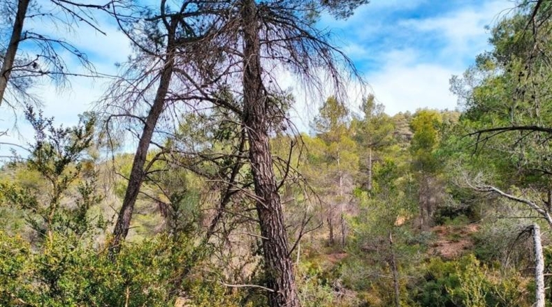 Teruel - Vall-de-roures - 38351m2