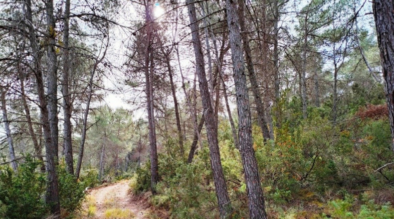 Teruel - Vall-de-roures - 38351m2
