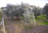Terreno no urbanizable en venta en la España, Calasparra, ref: TR119446 foto