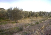 Terreno no urbanizable en venta en la España, Calasparra, ref: TR119446 foto