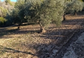 Terreno no urbanizable en venta en la España, Bullas, ref: TR374254 foto
