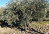 Terreno no urbanizable en venta en la España, Bullas, ref: TR374254 foto