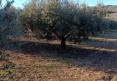 Terreno no urbanizable en venta en la España, Bullas, ref: TR374254 foto