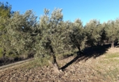 Terreno no urbanizable en venta en la España, Bullas, ref: TR374254 foto