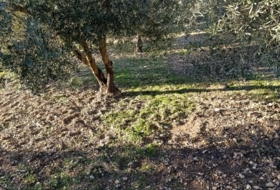 Bullas 3260&nbsp;m²