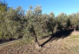 Bullas 3260&nbsp;m²