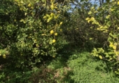 Terreno no urbanizable en venta en la España, Murcia, ref: TR179601 foto