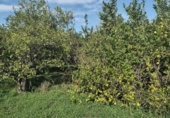 Terreno no urbanizable en venta en la España, Murcia, ref: TR179601 foto