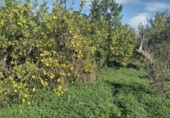 Terreno no urbanizable en venta en la España, Murcia, ref: TR179601 foto
