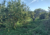 Terreno no urbanizable en venta en la España, Murcia, ref: TR179601 foto