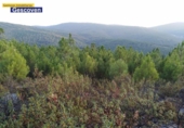Non-developable land for sale on España, Valencia de Alcántara, ref: TR317187 photo