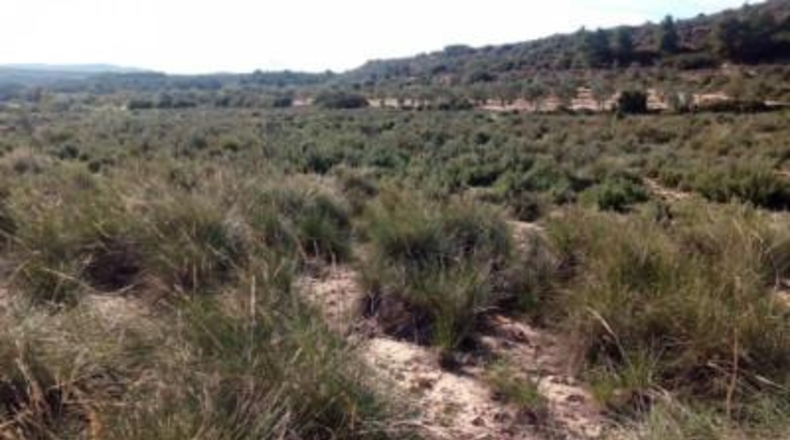 Albacete - Almansa - 10000m2