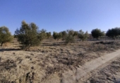 Non-developable land for sale on España, Calasparra, ref: TR119490 photo