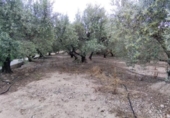 Terreno no urbanizable en venta en la España, Calasparra, ref: TR282661 foto