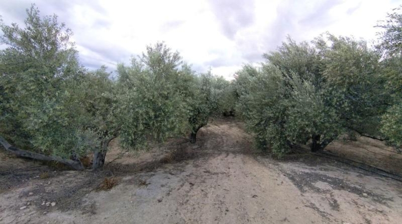 Murcia - Calasparra - 1500m2