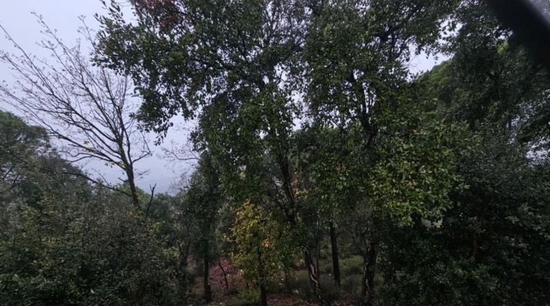 Gerona - Riudarenes - 808m2
