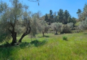 Chalet independiente con terreno en venta en la España, La Portellada, ref: TR313170 foto