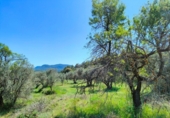 Chalet independiente con terreno en venta en la España, La Portellada, ref: TR313170 foto