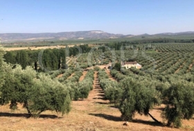 Murcia 5200&nbsp;m²