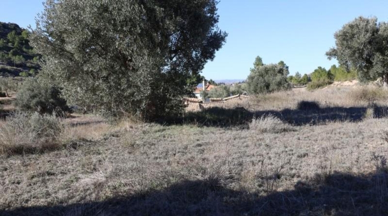 Teruel - Alcanyís - 6891m2