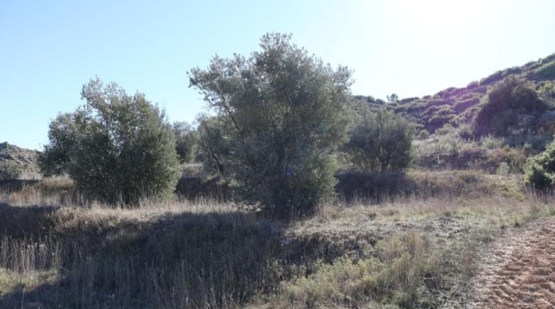 Teruel - Alcanyís - 6891m2