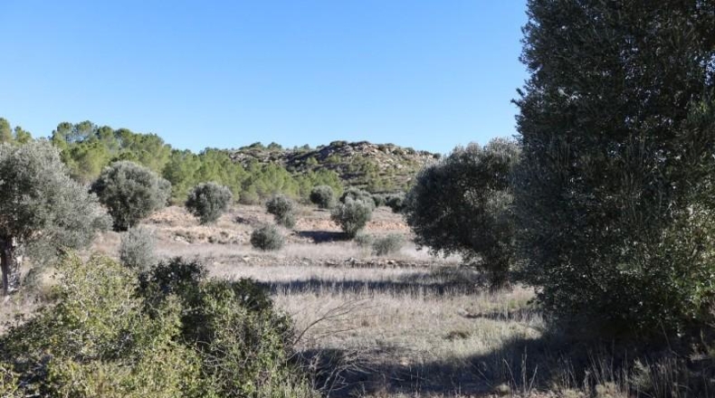 Teruel - Alcanyís - 6891m2