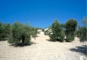 Terreno no urbanizable en venta en la España, Lucena, ref: TR121021 foto