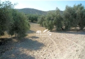 Terreno no urbanizable en venta en la España, Lucena, ref: TR121021 foto