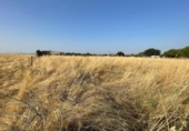 Terreno no urbanizable en venta en la España, Malpartida de Cáceres, ref: TR268938 foto