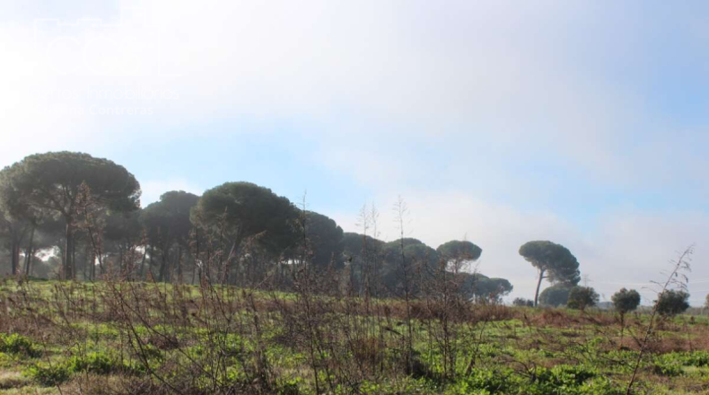 Huelva - Almonte - 17000m2