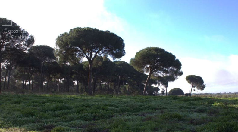 Huelva - Almonte - 17000m2