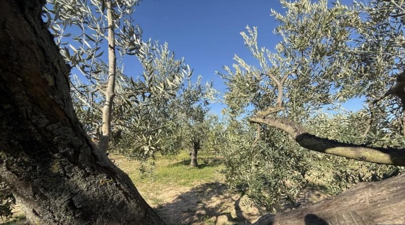 Huelva - Bollullos Par del Condado - 4136m2