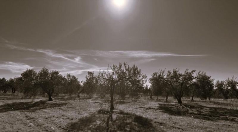 Huelva - Bollullos Par del Condado - 4136m2