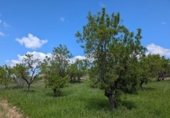 Xalet independent amb terreny en venda a la España, Montroig, ref.: TR302242 foto