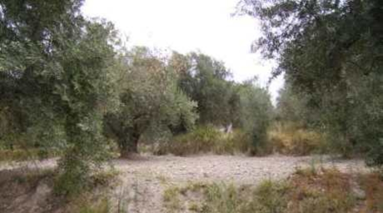 Múrcia - Calasparra - 1680m2