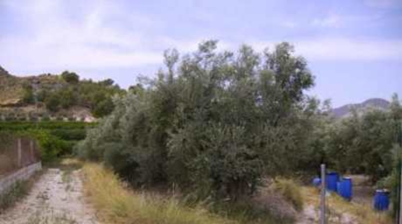 Múrcia - Calasparra - 1680m2