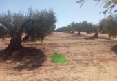 Terreno no urbanizable en venta en la España, Montijo, ref: TR353429 foto