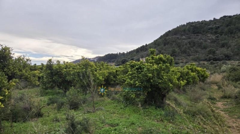 Valencia - Rafelcofer - 2480m2