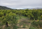 Terreno no urbanizable en venta en la España, Rafelcofer, ref: TR381756 foto