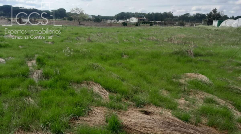 Huelva - Almonte - 5000m2