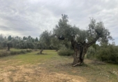 Xalet independent amb terreny en venda a la España, Vall-de-roures, ref.: TR399715 foto