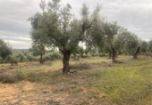 Xalet independent amb terreny en venda a la España, Vall-de-roures, ref.: TR399715 foto