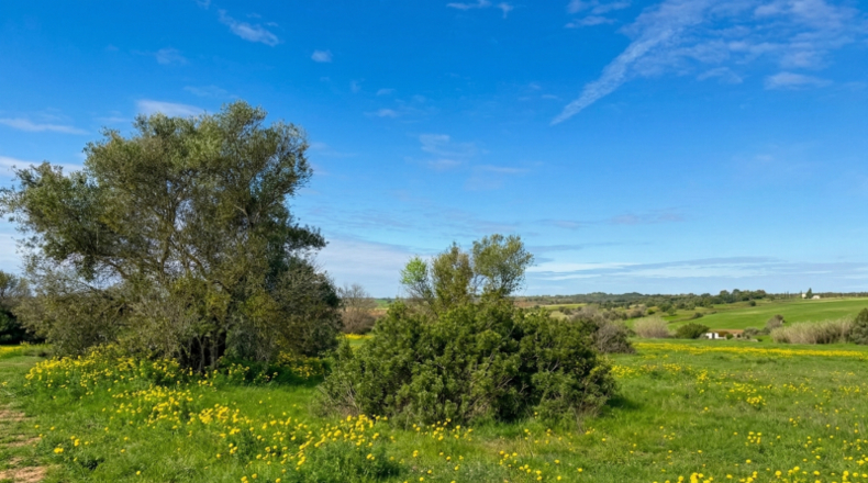 Huelva - Bollullos Par del Condado - 13188m2