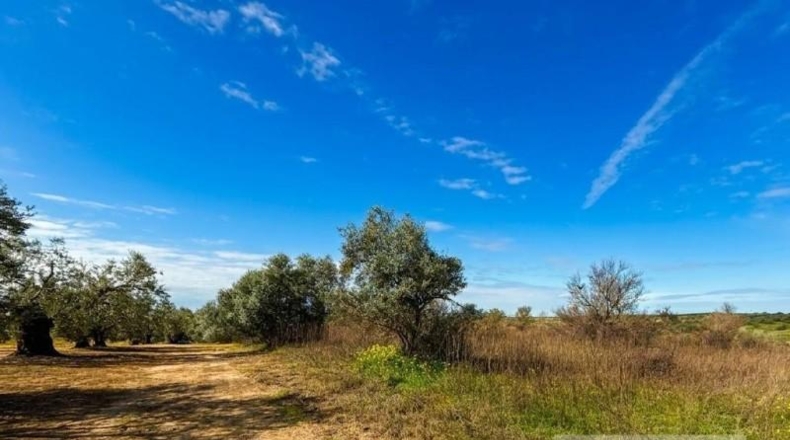 Huelva - Bollullos Par del Condado - 13188m2