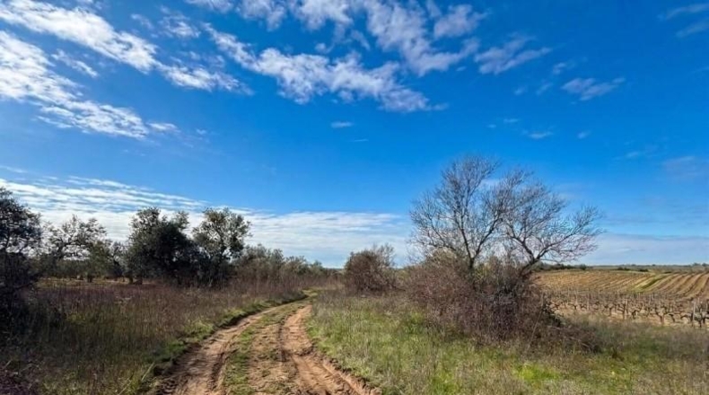 Huelva - Bollullos Par del Condado - 13188m2