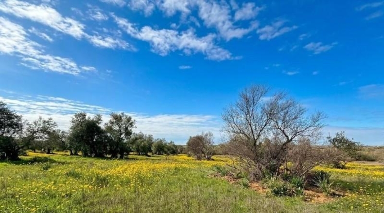 Huelva - Bollullos Par del Condado - 13188m2
