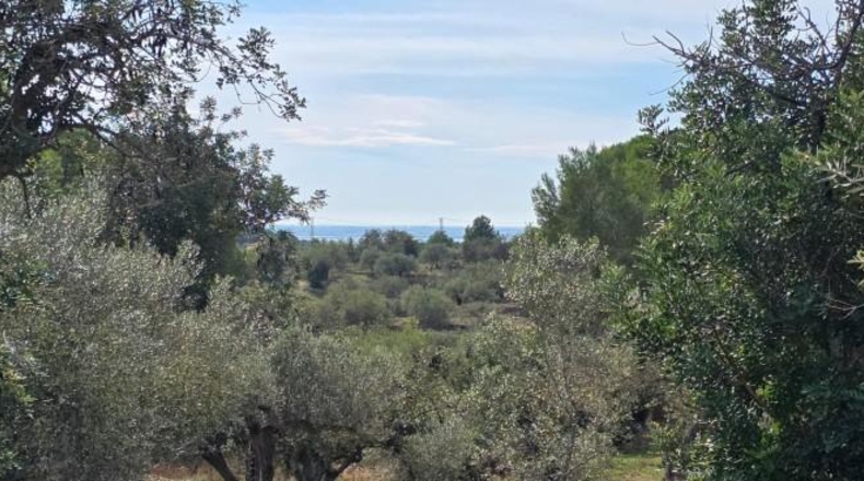 Tarragona - l'Ametlla de Mar - 11050m2
