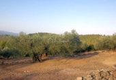 Земля на продажу у города el Perelló Фото